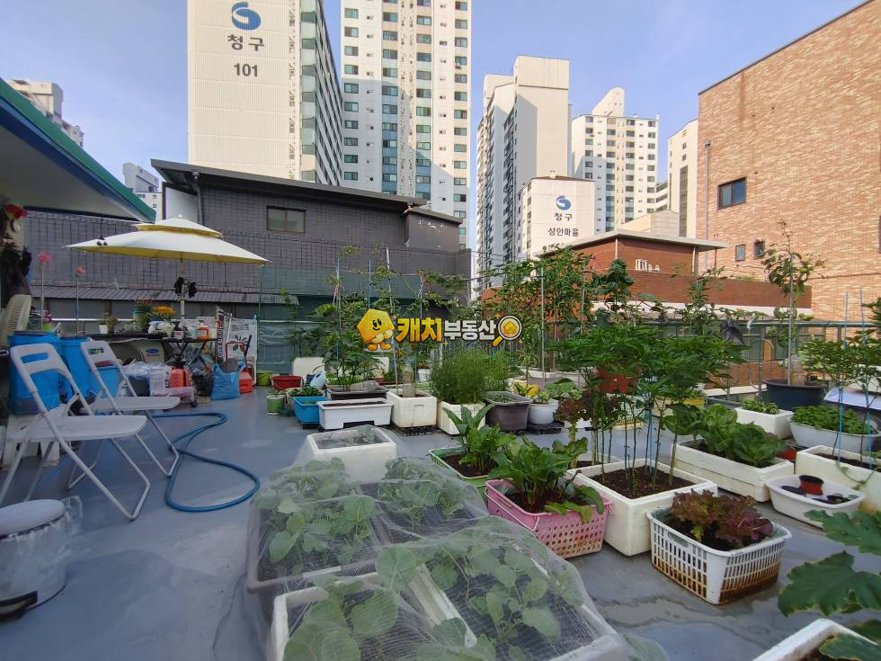 서울 강동구 성내동 캐치 l 구옥 l 36764 l 성내동 전원주택 통매 l 포룸 매매 매물번호 35219 사진 6